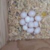 Buy blue throated macaw eggs