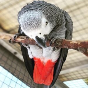 African Grey Parrot