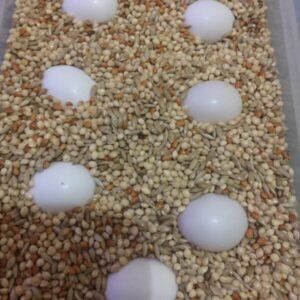 Buy African Grey Parrot Eggs