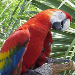 Scarlet Macaws