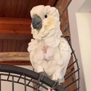 cockatoo for sale - mikabirdsfarm