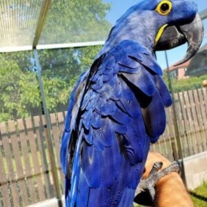 Hyacinth Macaw For Sale