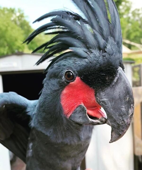 Black Palm Cockatoo