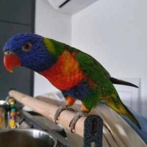 Rainbow Lorikeets