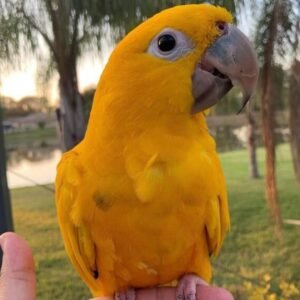 Golden conures