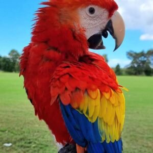 Scarlet Macaws