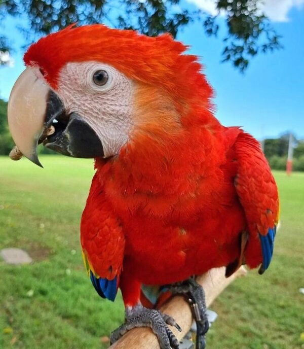 Scarlet Macaws