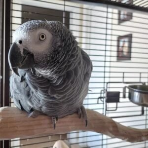 African Grey Parrot