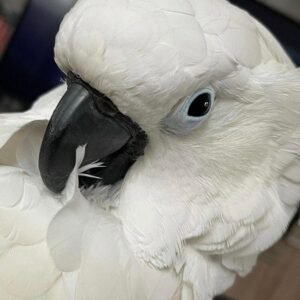 Caparrotua Cockatoo