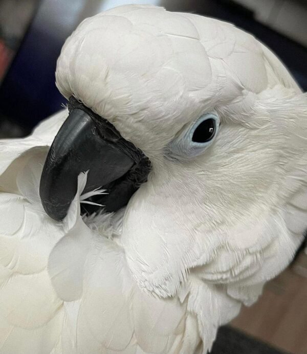 Caparrotua Cockatoo