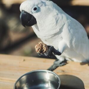 Caparrotua Cockatoo