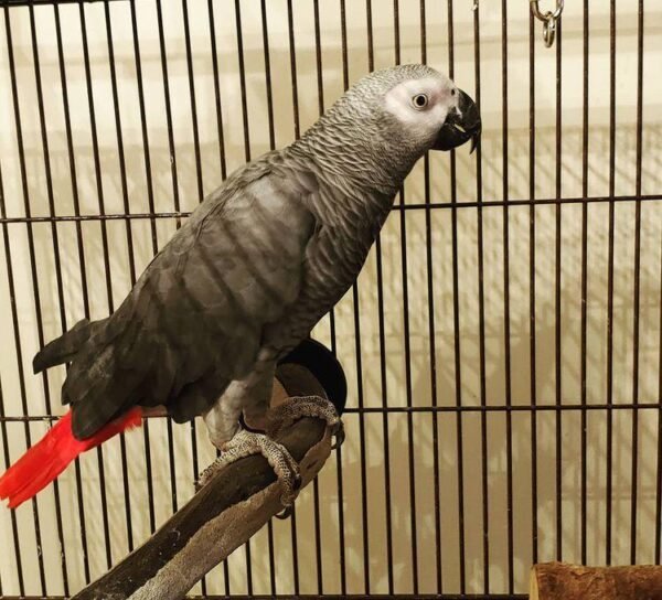 African Grey Parrot