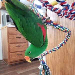 Red Sided Eclectus