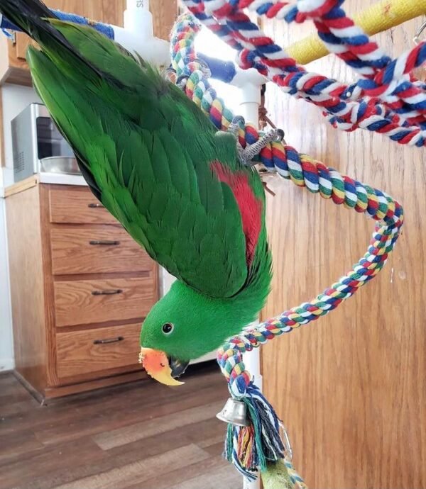 Red Sided Eclectus