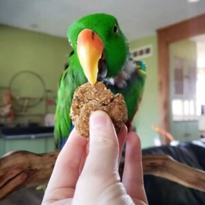 Red Sided Eclectus