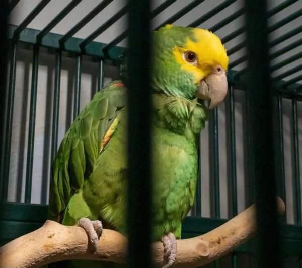 Amazon parrot