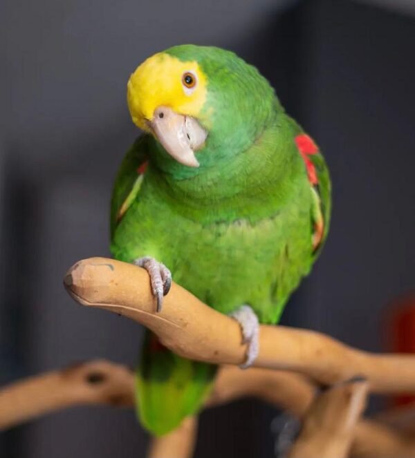 Amazon Parrot For Sale