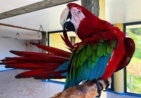 Green-winged Macaw