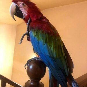 Green-winged Macaw