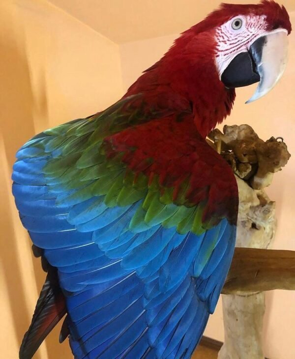 Green-winged Macaw