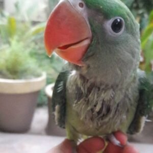 Alexandrine Parakeet for Sale