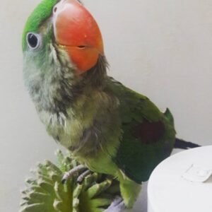 Alexandrine Parakeet for Sale