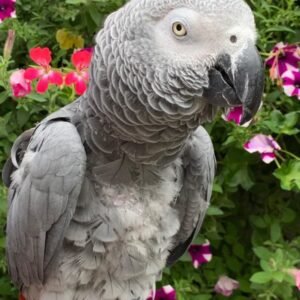 African Grey Parrot