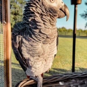 African Grey Parrot