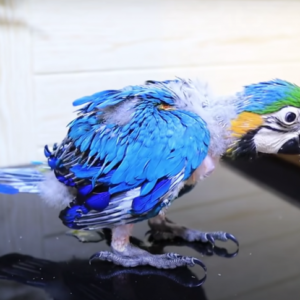 Baby Blue and Gold Macaw