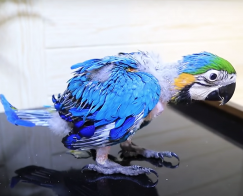 Baby Blue and Gold Macaw