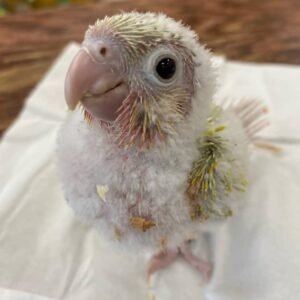 Baby Conure