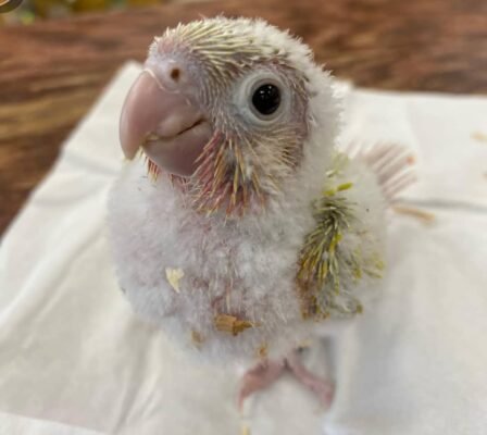 Baby Conure