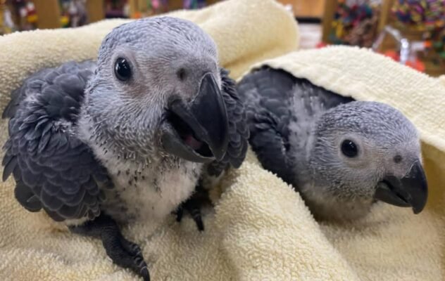 Baby Congo African Greys