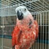 Red Factor African Grey Parrots 