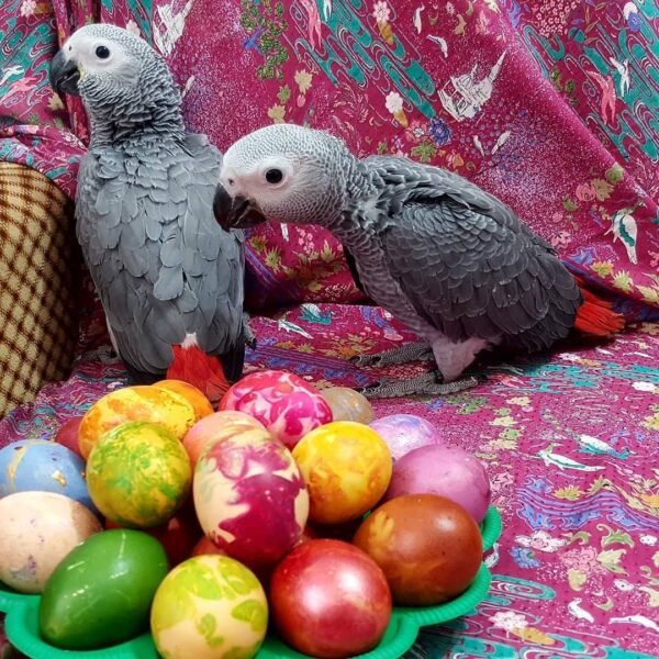 Congo African grey parrot